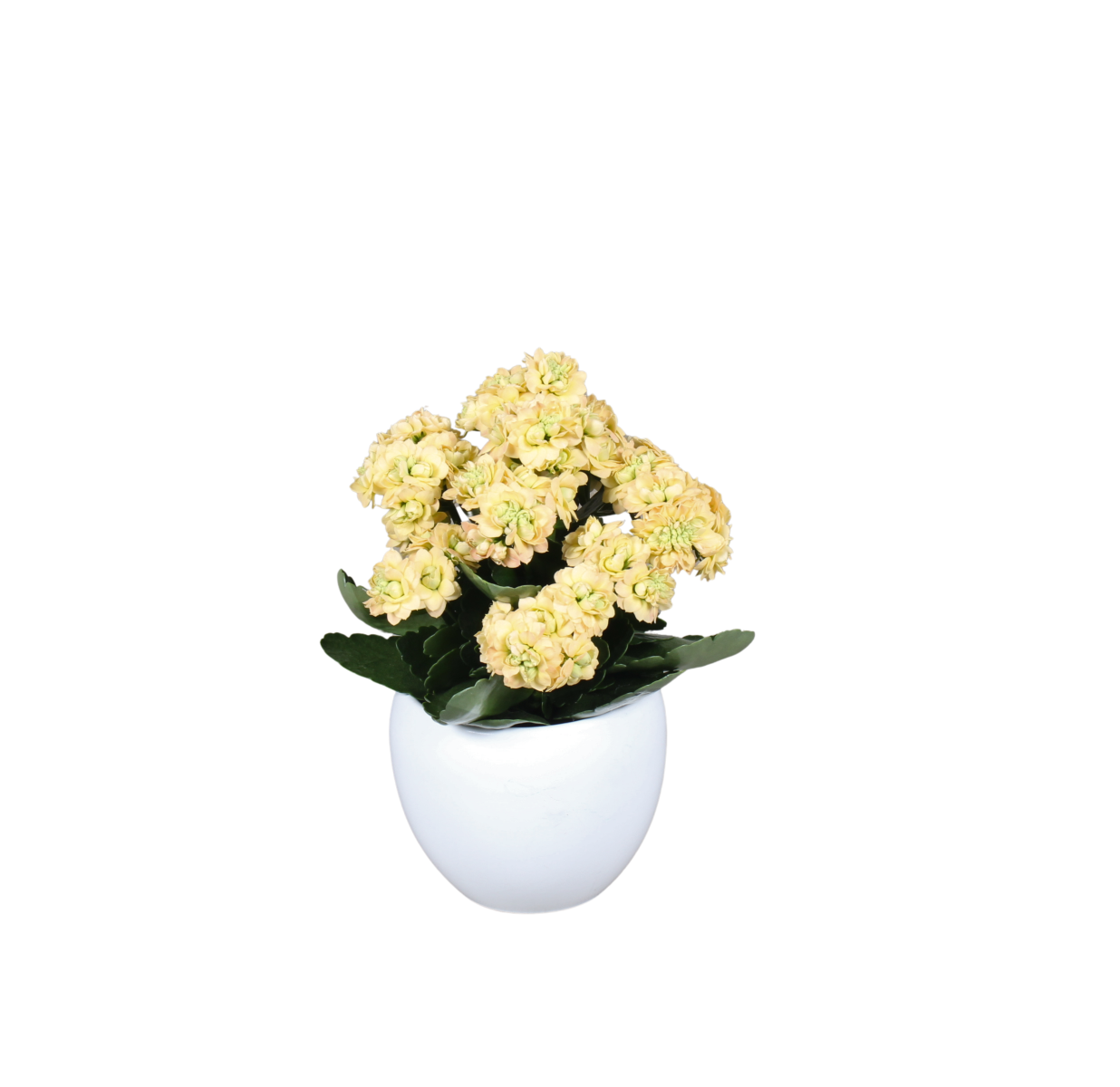 photo of Supernova® Cream