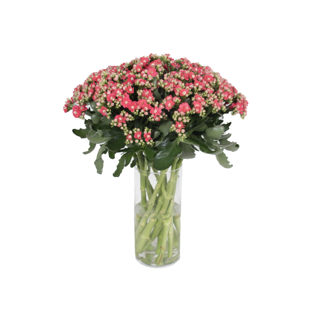 photo of SORAYA® Coral