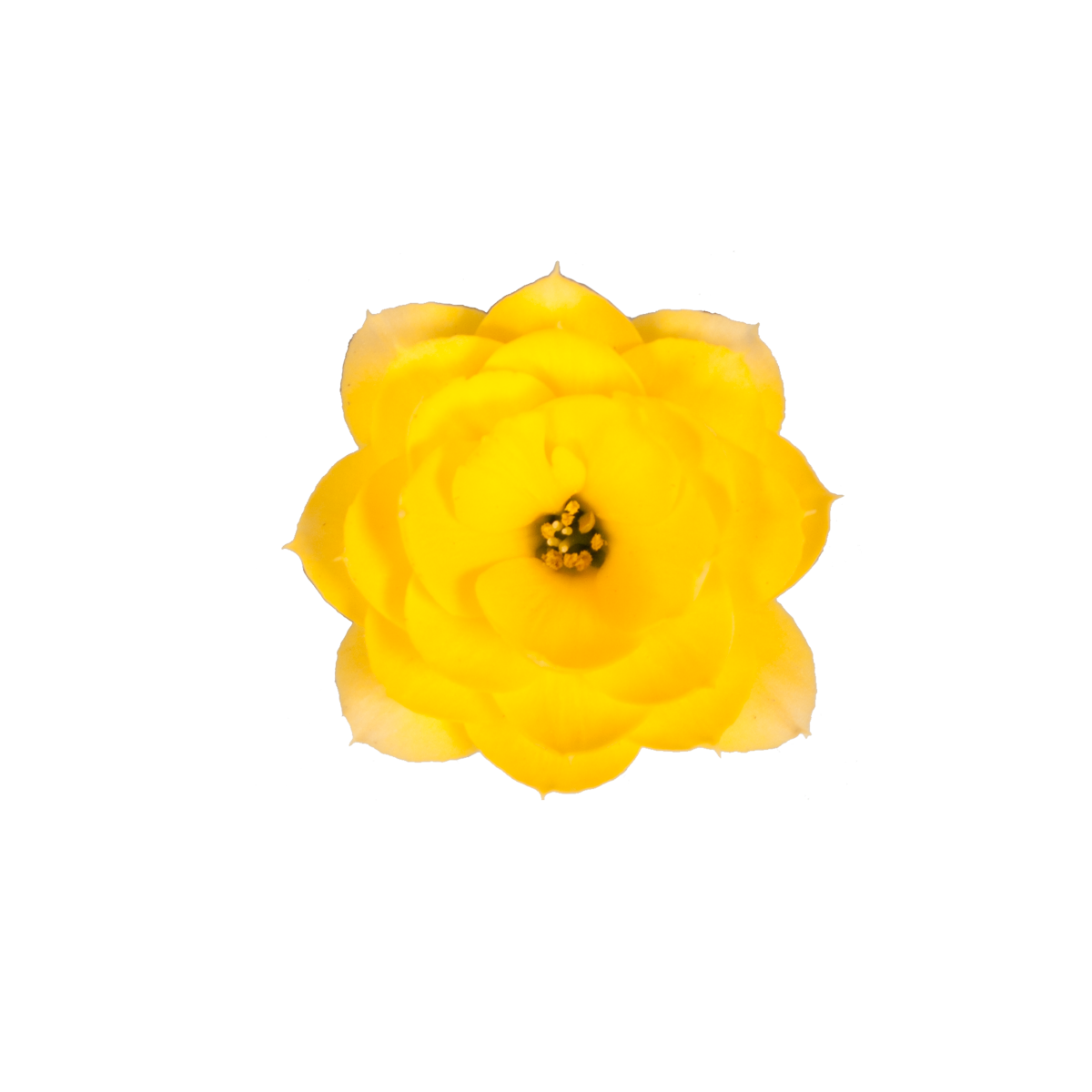 photo of Cutflower DIAMOND® Yellow