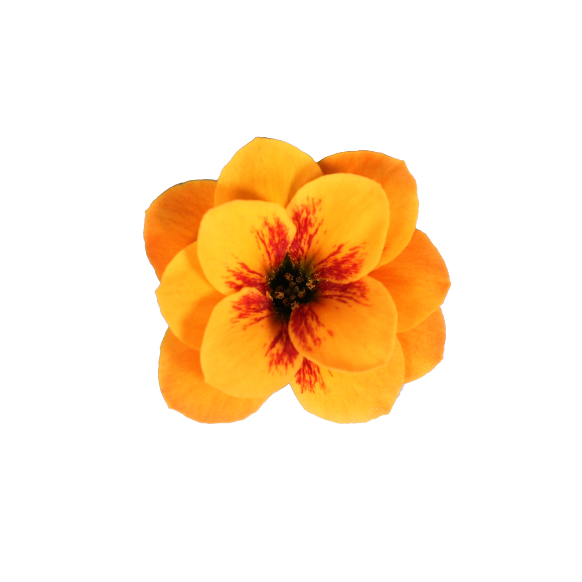 photo of Cutflower TIGER Majestic® Orange