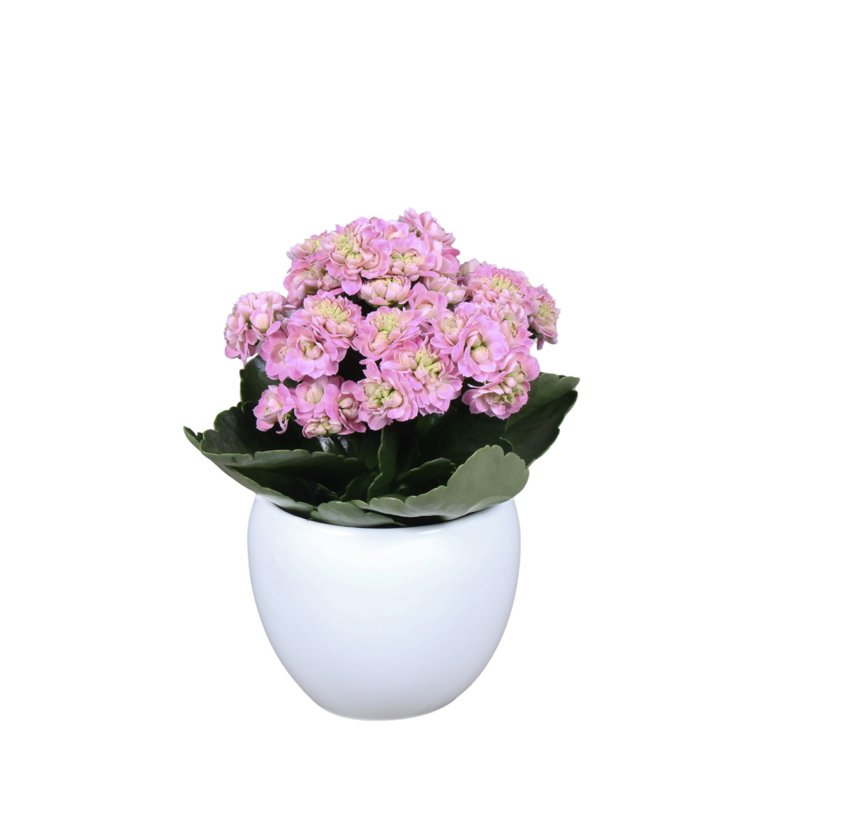 photo of Supernova® Soft Pink