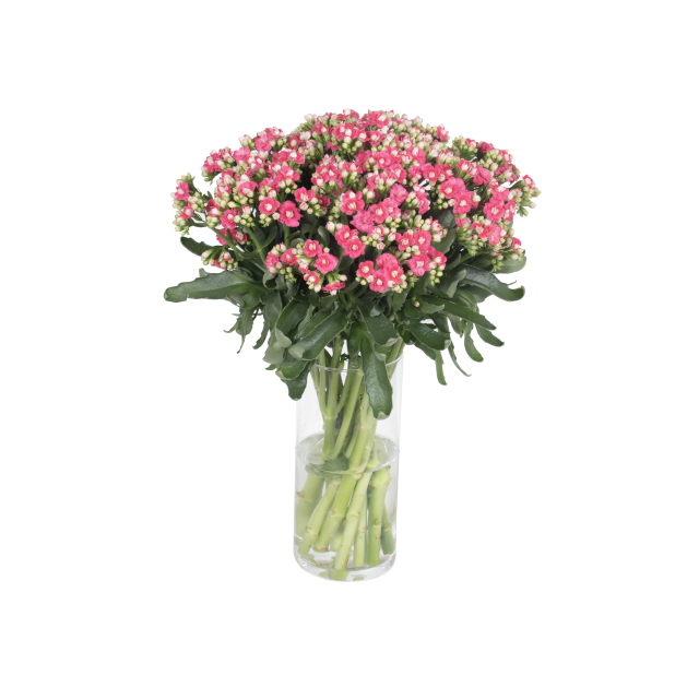 photo of SORAYA® Dark Pink