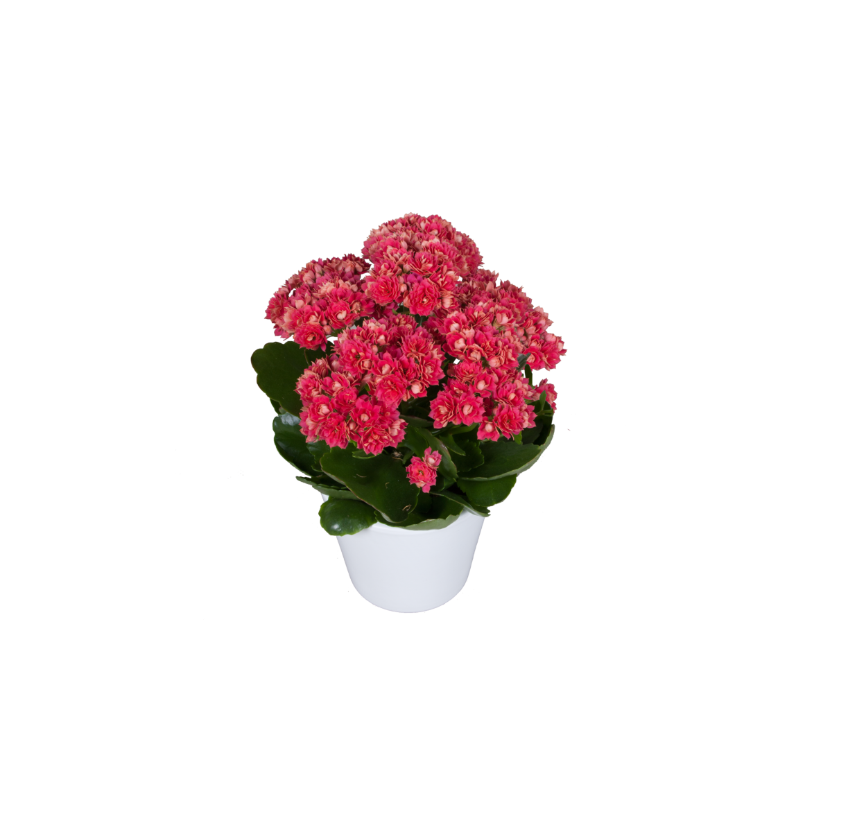 photo of SERENITY® Red