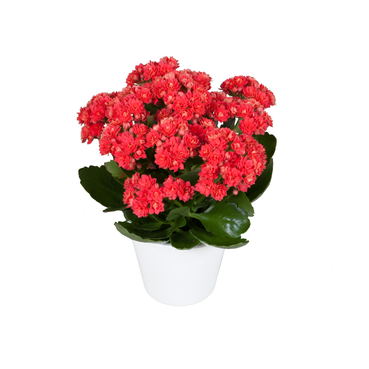 photo of SERENITY® Light Red