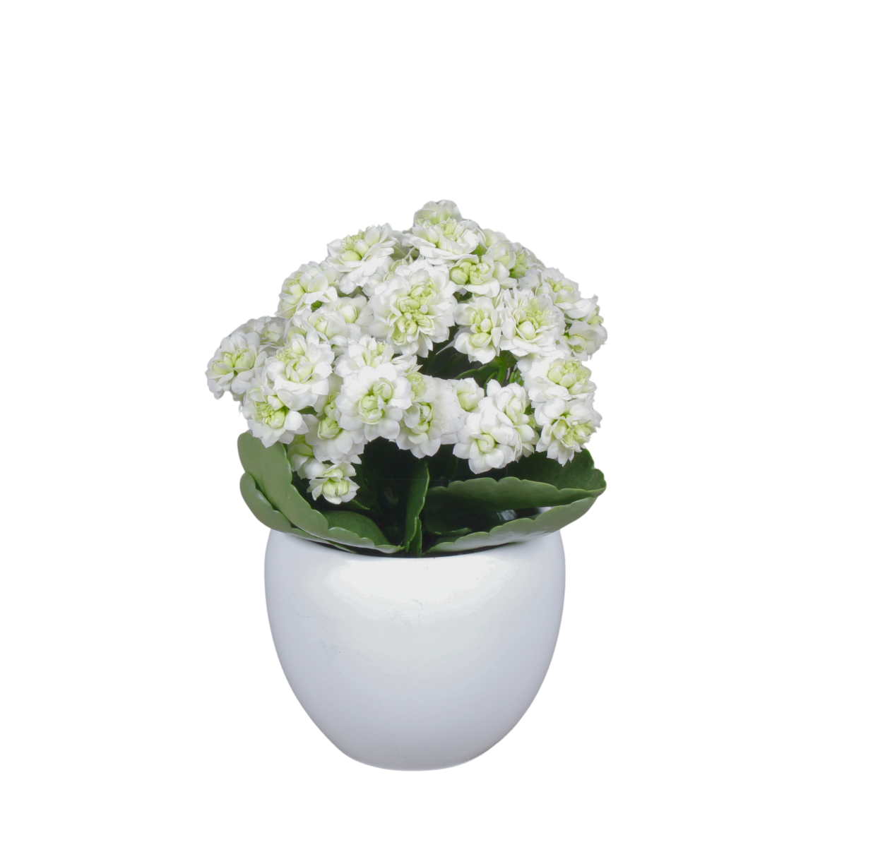 photo of Supernova® White