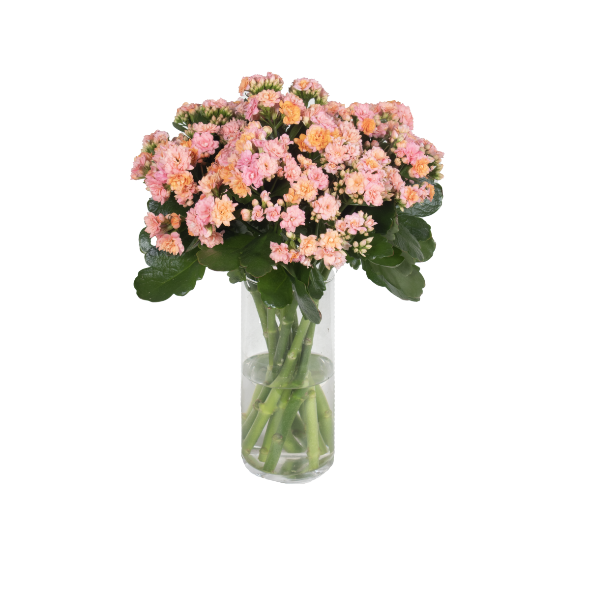 photo of Cutflower DIAMOND® Soft Pink