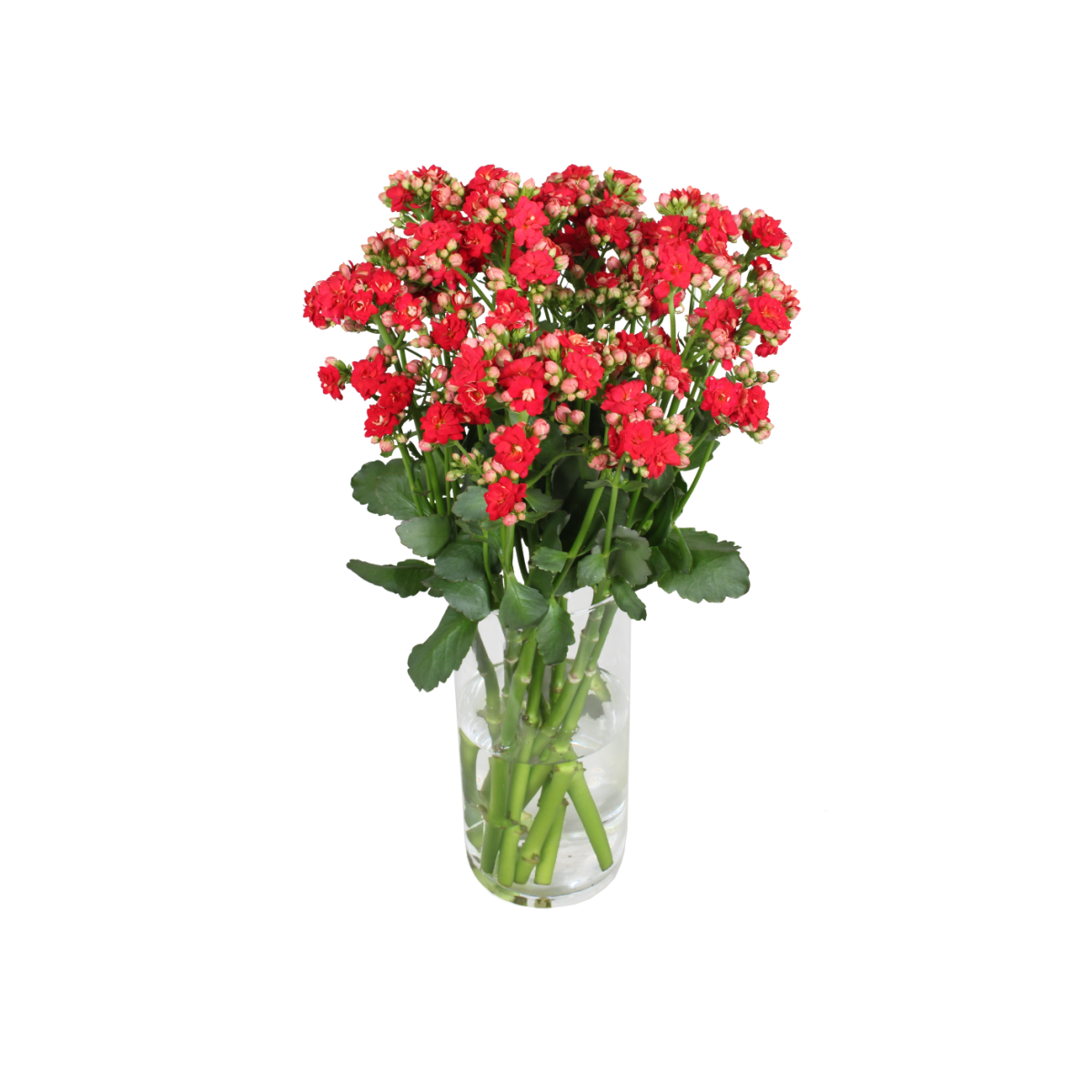 photo of Cutflower Diamond® Light Red