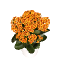 photo of TIGER Safari® Orange